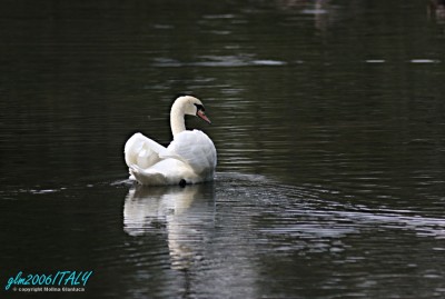 L'eleganza del Cigno 